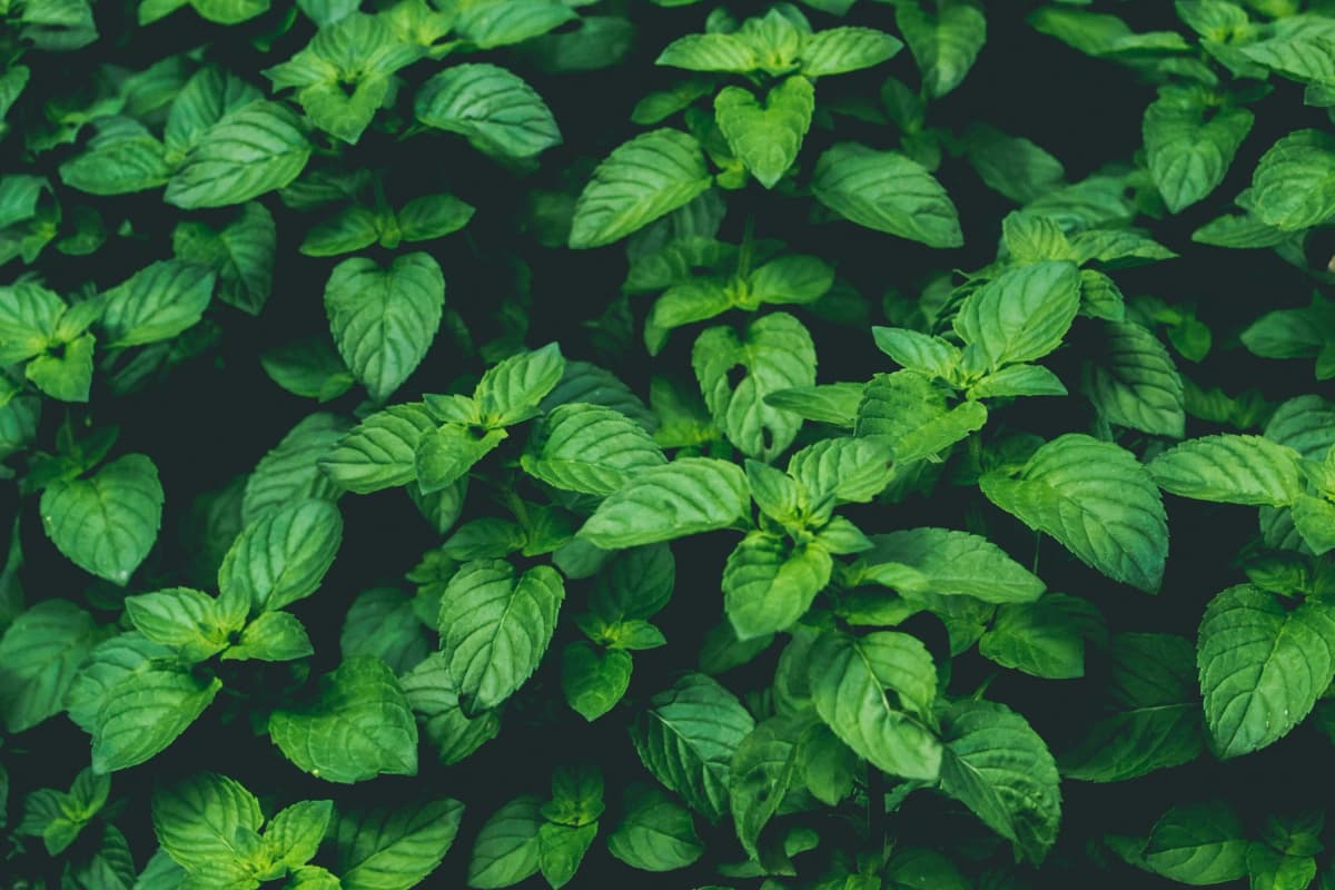 Menta-Pimenta